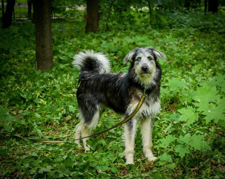 Дворянин собака