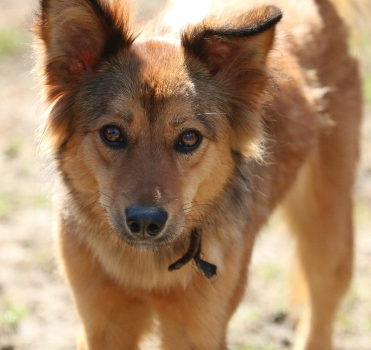 Дворянин порода собаки
