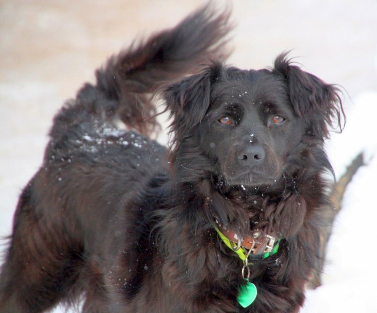 Древняя порода собак Дворянская