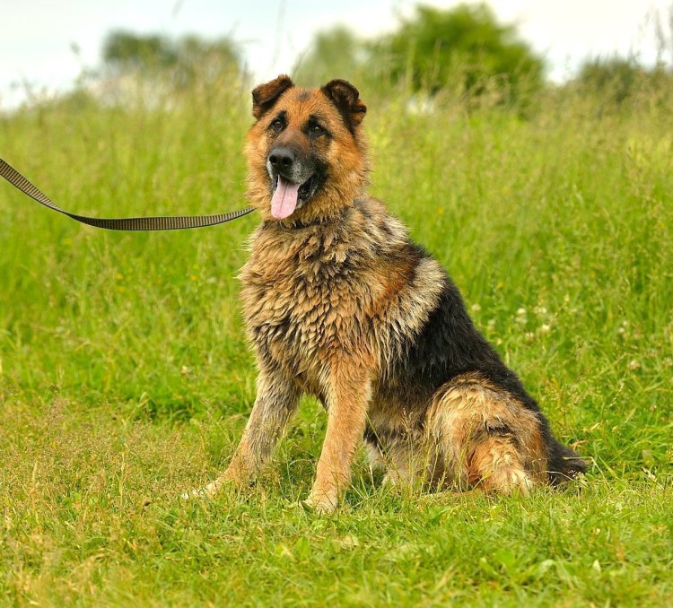 Породы собак Джоли