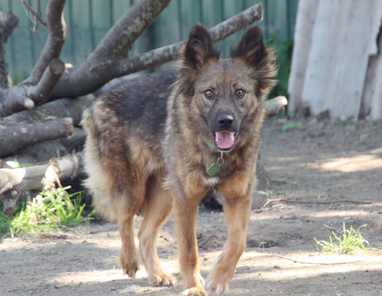 Собака Российская Империя