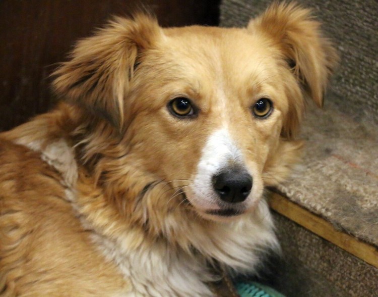 Джем собака