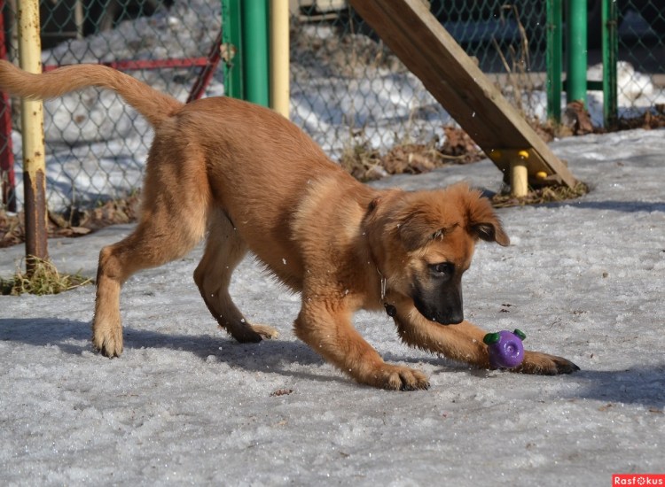 Дворянка собака