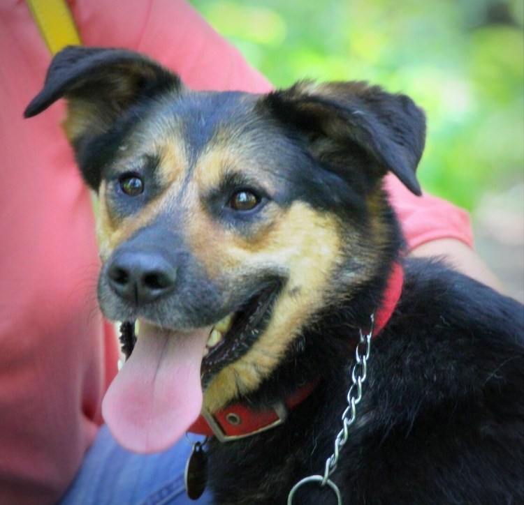 Дворянин порода собаки