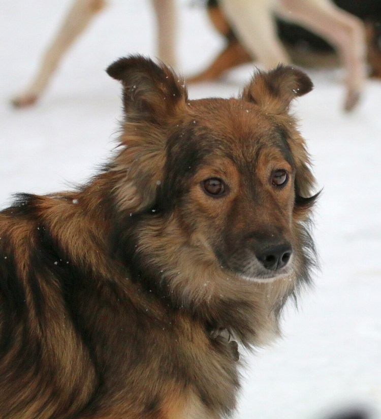 Дворянская порода собак