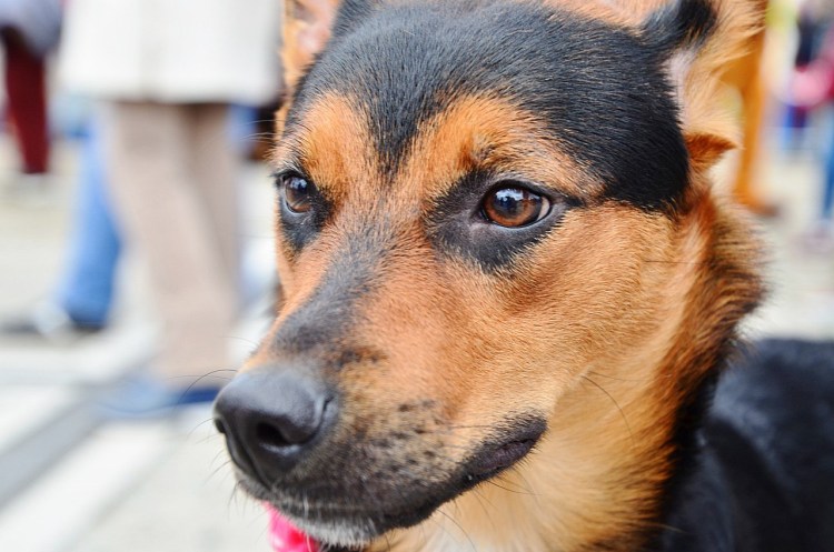 Дворянин порода собаки