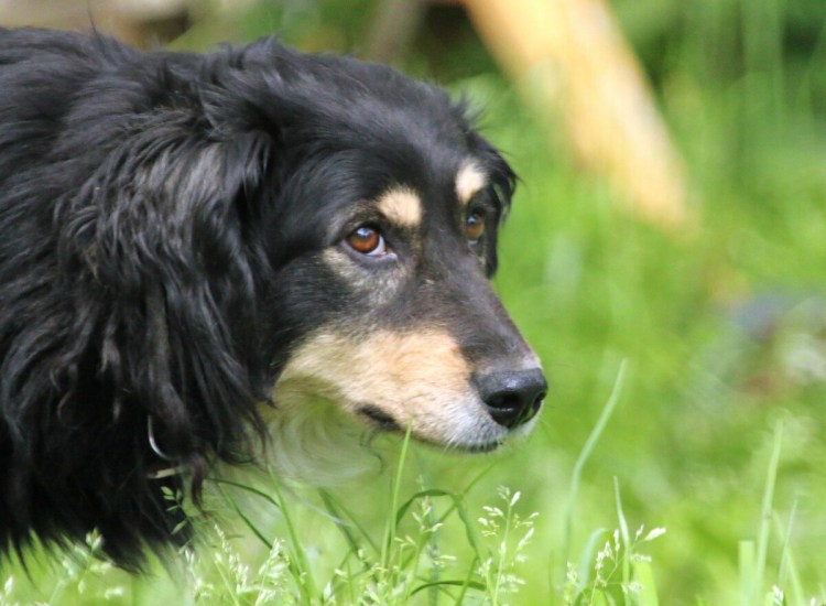 Щенки дворянской породы