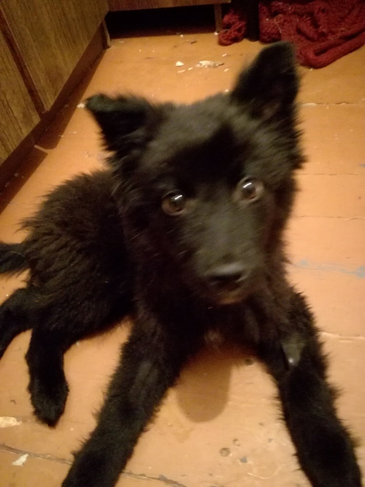 Дворянская порода собак