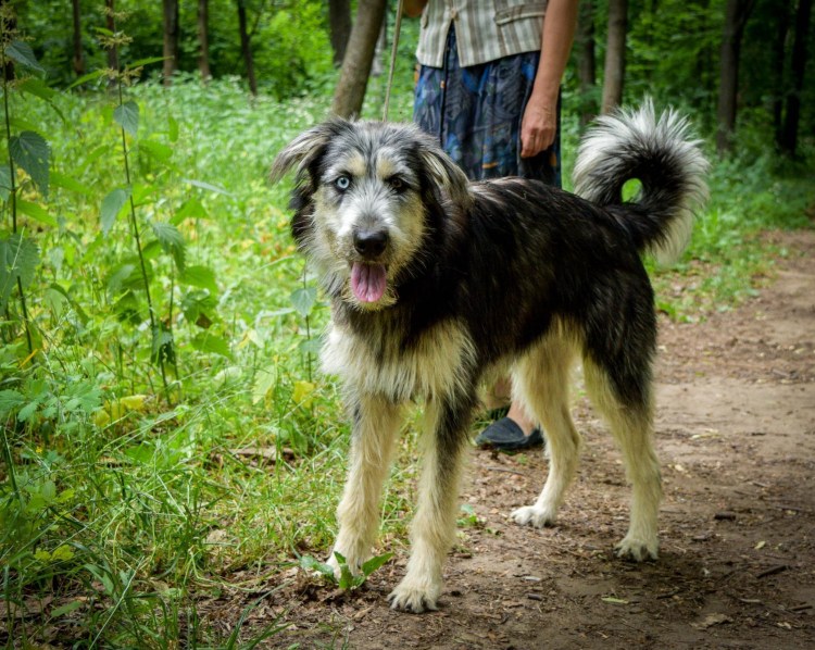 Дворянская порода собак