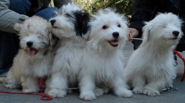 Гончая собака борзая