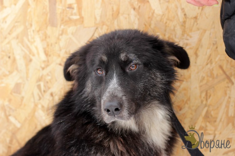 Художник Чарльз Ландсир