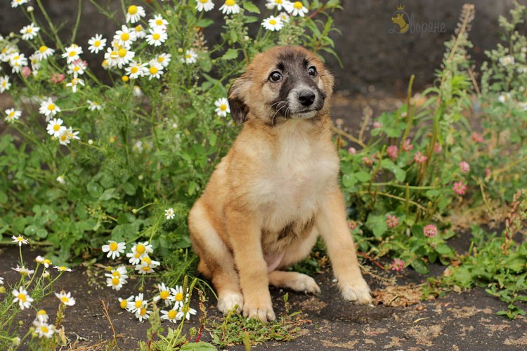 Каждая собака