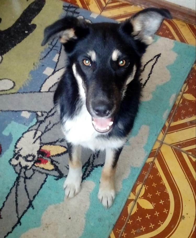 Полкан имя собаки