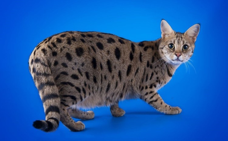 Кот бенгал сафари