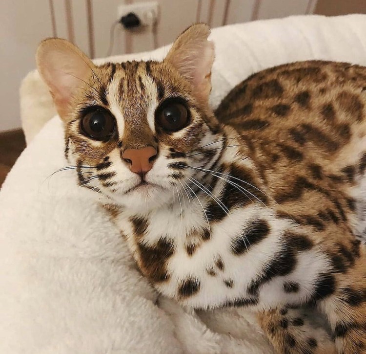 Кошка порода Оцикет Оцикет