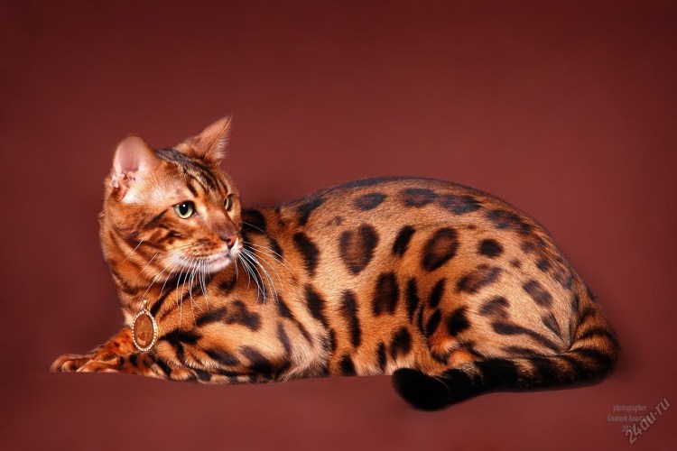 Кошка породы бенгал