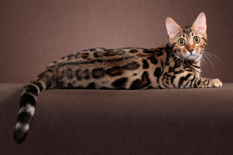 Сервал Саванна ф1