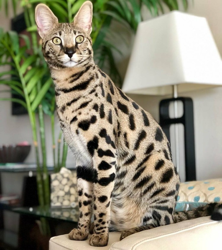 Бенгальская Браун табби