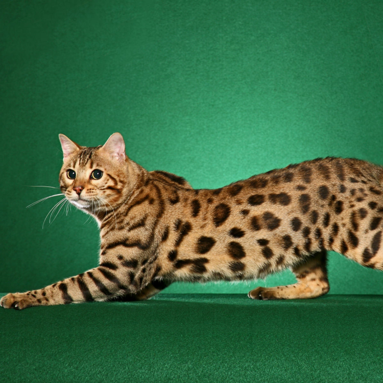 Канаани порода кошек