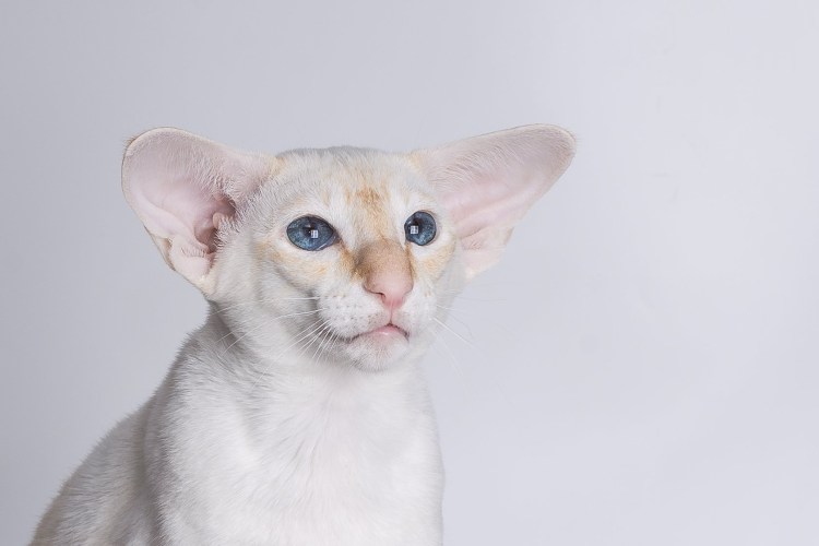 Ориентальная табби