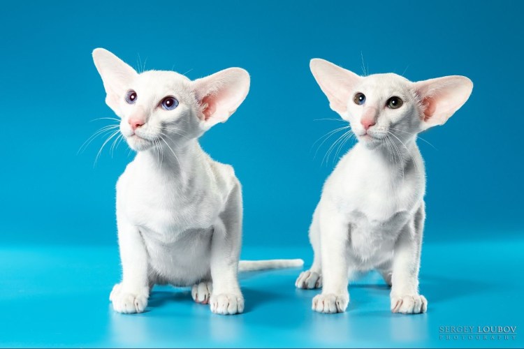 Ориентальная кошка грузин