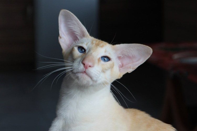 Ориентальный кот грузин