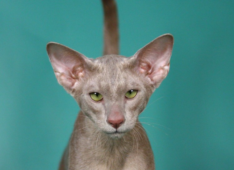 Кот Ориентал циннамон