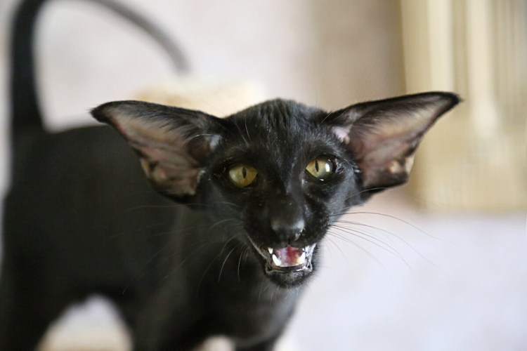 Ориентальная кошка коричневая