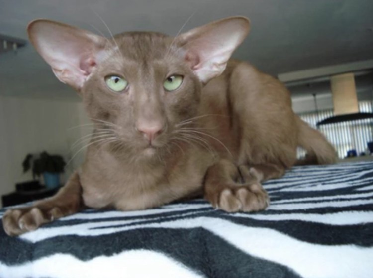 Порода кошек Ориентал