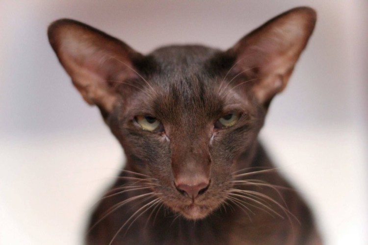 Ориентальная кошка лиловая