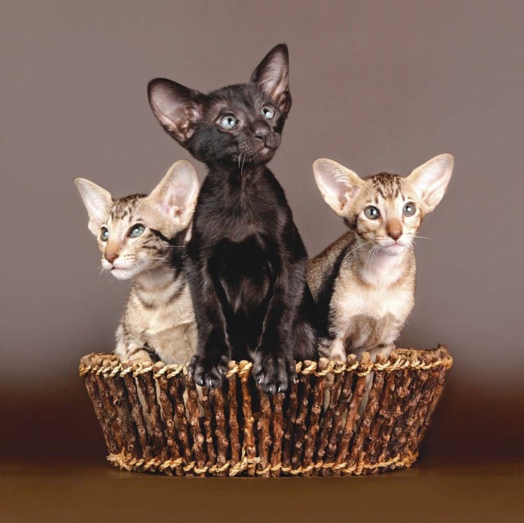 Ориентальная кошка (Ориентал)