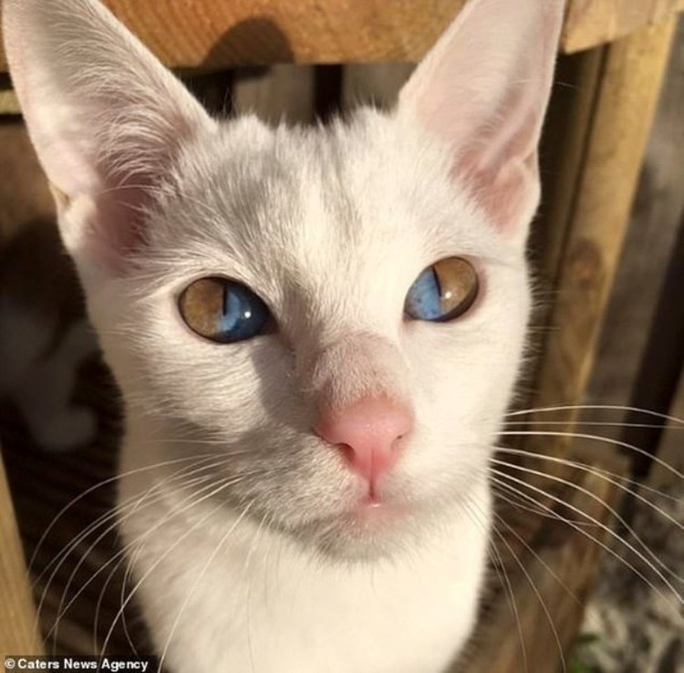 Ориентальная Гавана Браун