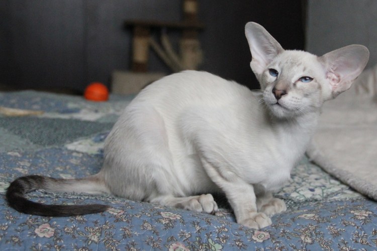 Ориентал Гавана Браун