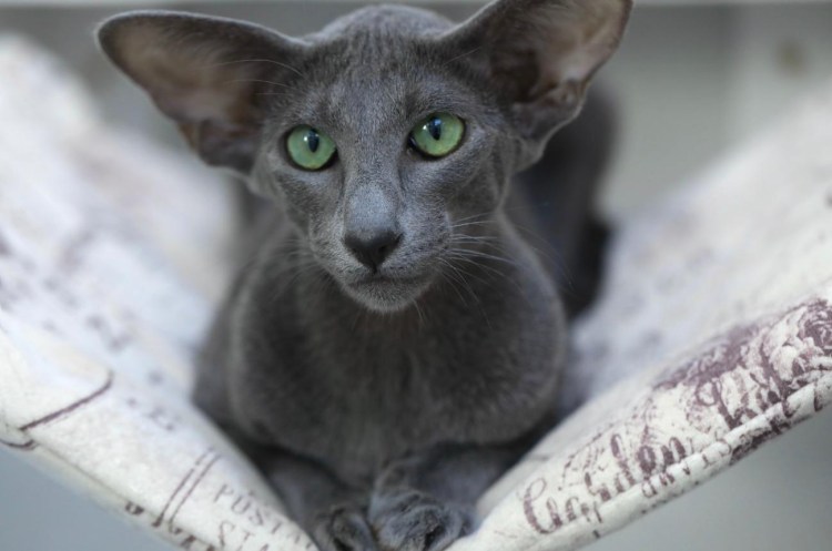 Ориентал пятнистый