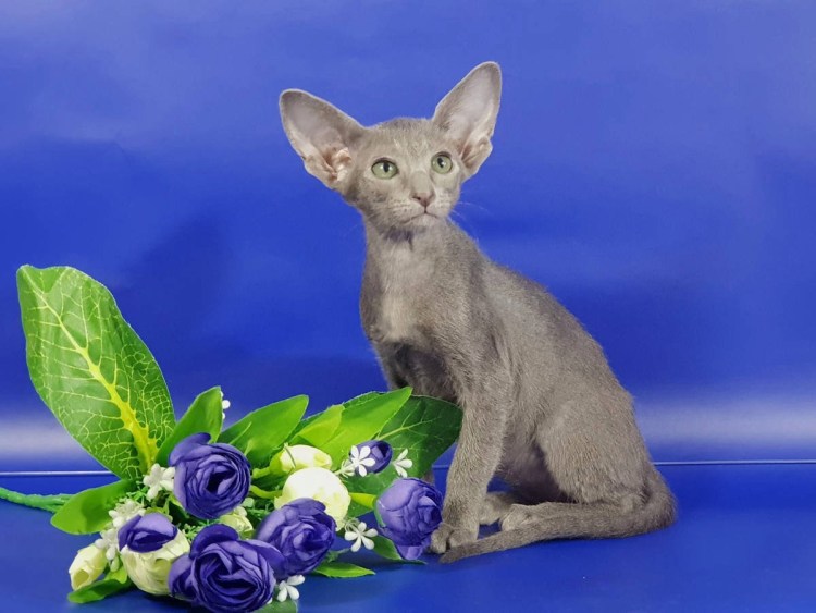 Ориентальная кошка циннамон