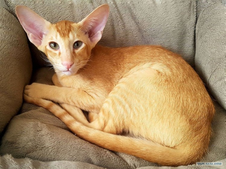 Лиловый ориентальный кот