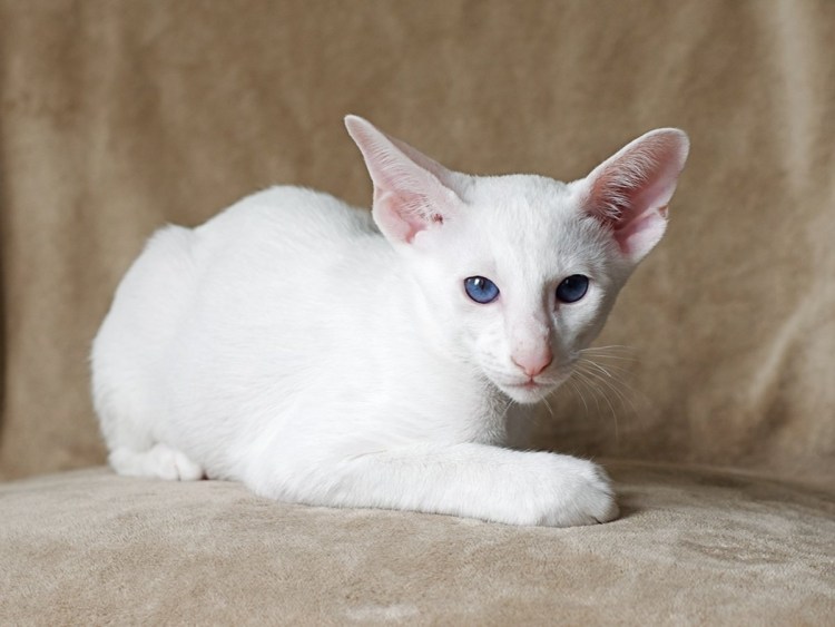 Ориентальный кот Гавана