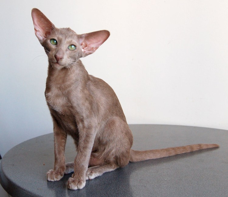 Ориентальный кот