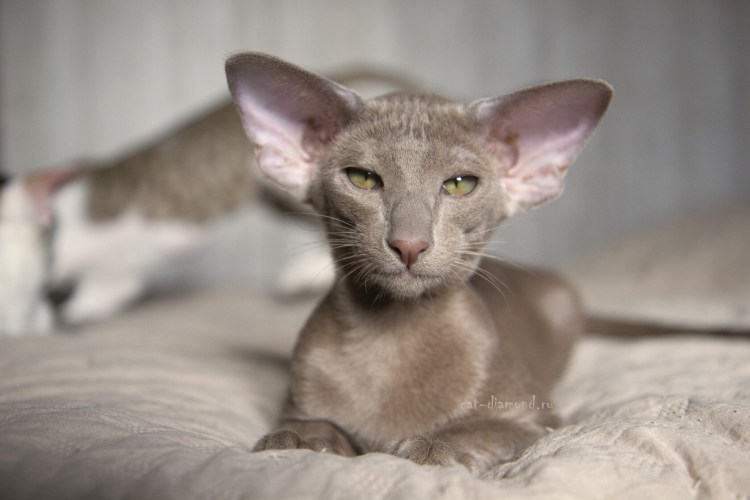 Ориентальная короткошерстная