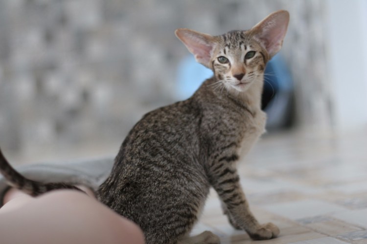 Кошка Ориентал Гавана