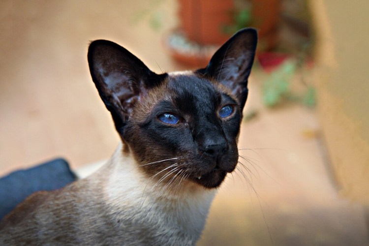 Форин Вайт Ориентал