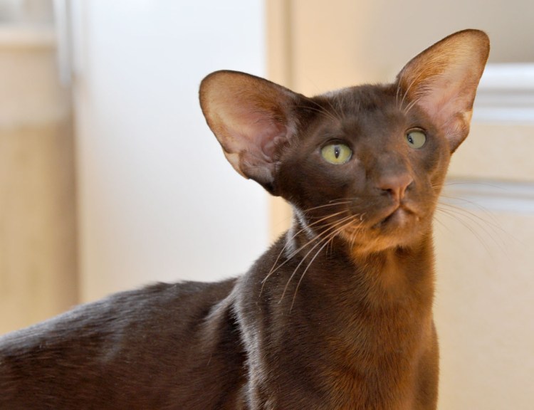 Ориентал кот Гавана