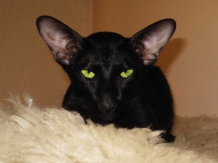 Ориентальная кошка Гавана