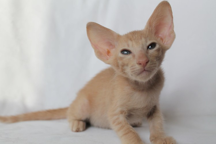 Кот Ориентал белый