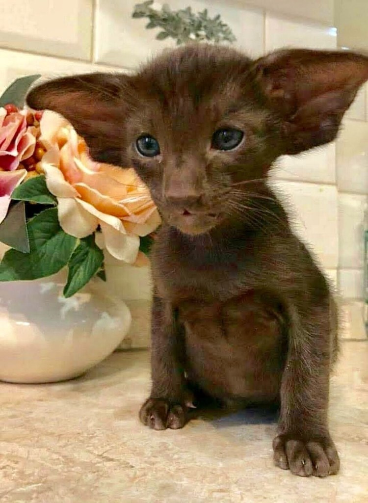 Ориентальная кошка с гетерохромией