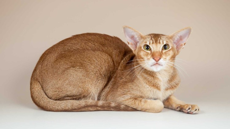 Ориентальная кошка лиловый окрас