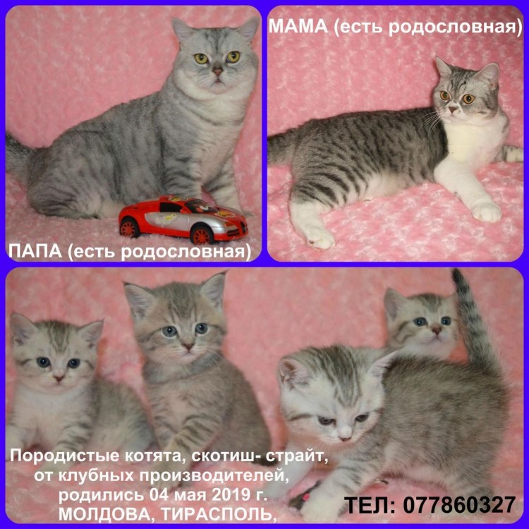 Шотландская прямоухая и Британская различия