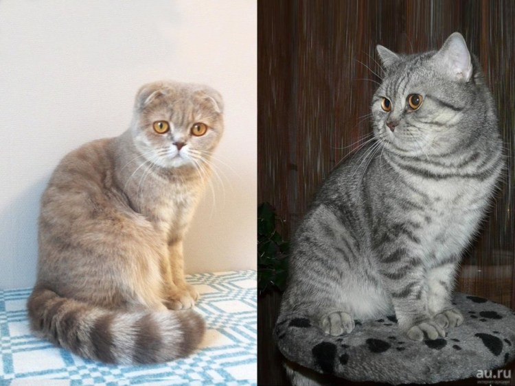 Шотландская вислоухая страйт и фолд