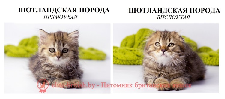 Британский и шотландский кот