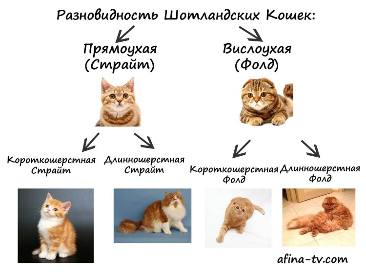 Шотландская и Британская кошка